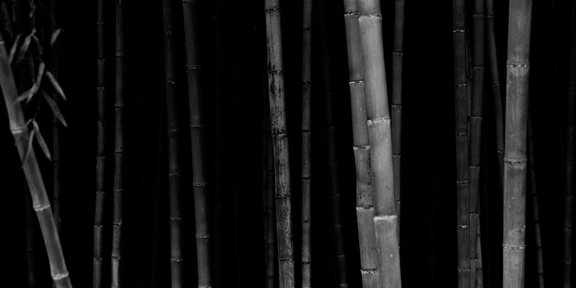 Choi Byung-Kwan, <Bamboo Panorama 01>, 2002. ⓒChoi Byung-Kwan