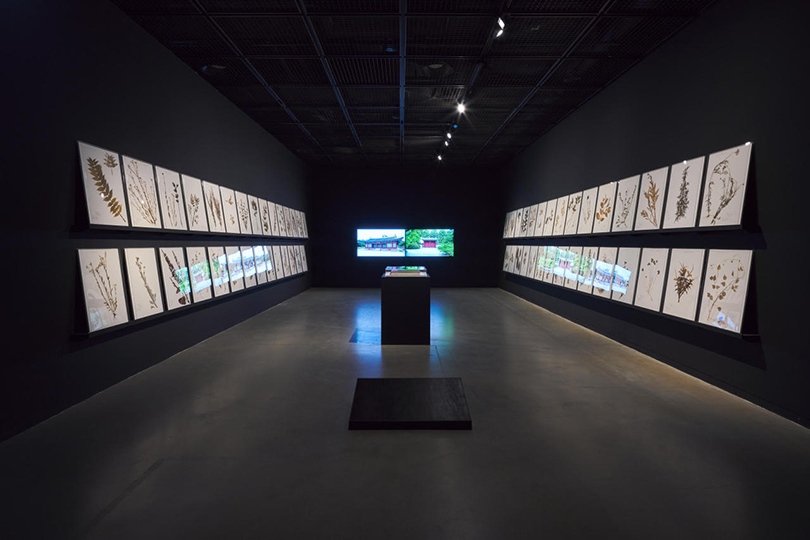 An installation view of Na Hyun’s “Plants Collection” (2015) and two video works titled, “Suninmun” (2019) and “Whankyung Chen” (2019)