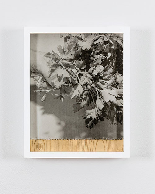 Matthew Gamber, 〈Parsley / Wood〉, Image courtesy of Matthew Gamber