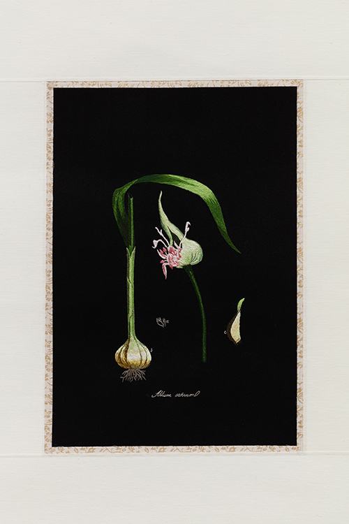 〈Dr.Bernett’s Useful Plants-Garlic〉, 2019, 실크 위에 자수,19x28cm. 이미지 제공: 윤가림 