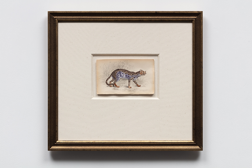 〈Felis Nepalensis:Nepaul Cat〉, 2021, Embroidery on steel engraving Plate 23, from 『The Naturalist’s Library』 by Sir William Jardine c.1843, 42x45cm. 이미지 제공: 윤가림.